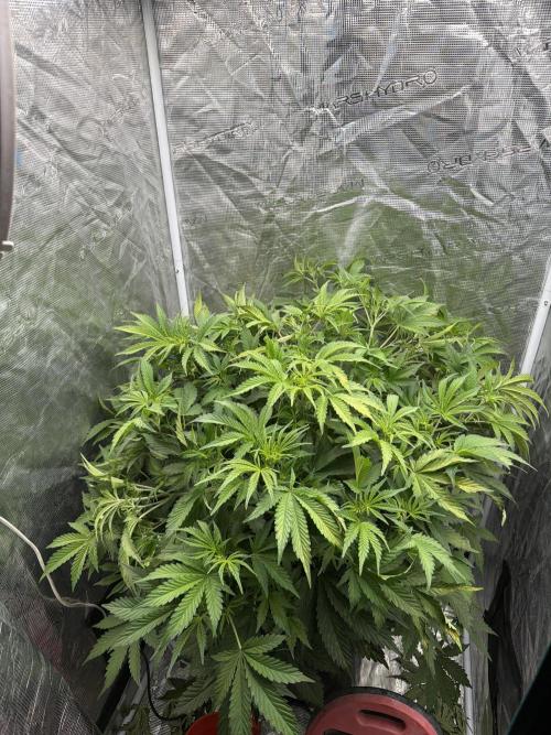 Hydrophonic Strawberry Pie. Week 5