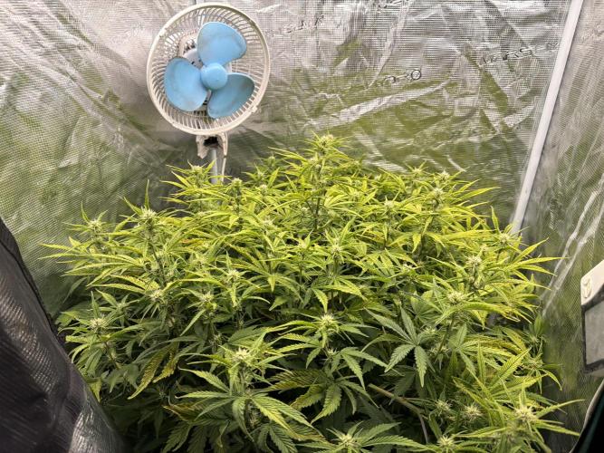 Strawberry Pie Auto. Week 7