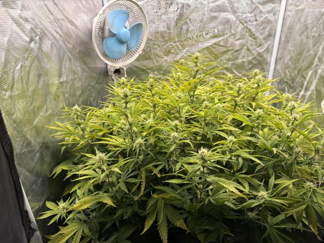 Strawberry Pie Auto. Week 7