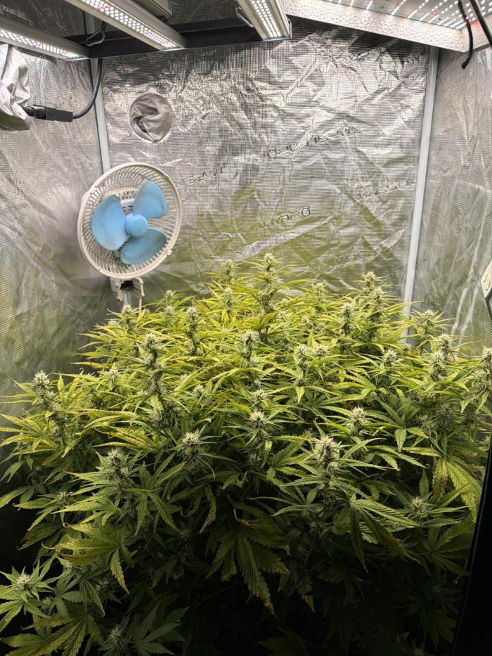 Hydrophonic Strawberry Pie. Week 8
