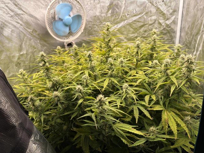 Strawberry Pie Auto. Week 9