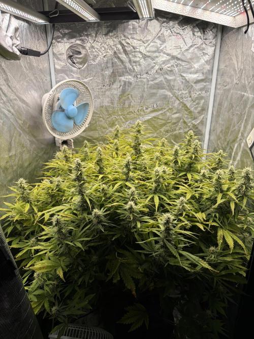 Strawberry Pie Auto. Week 9