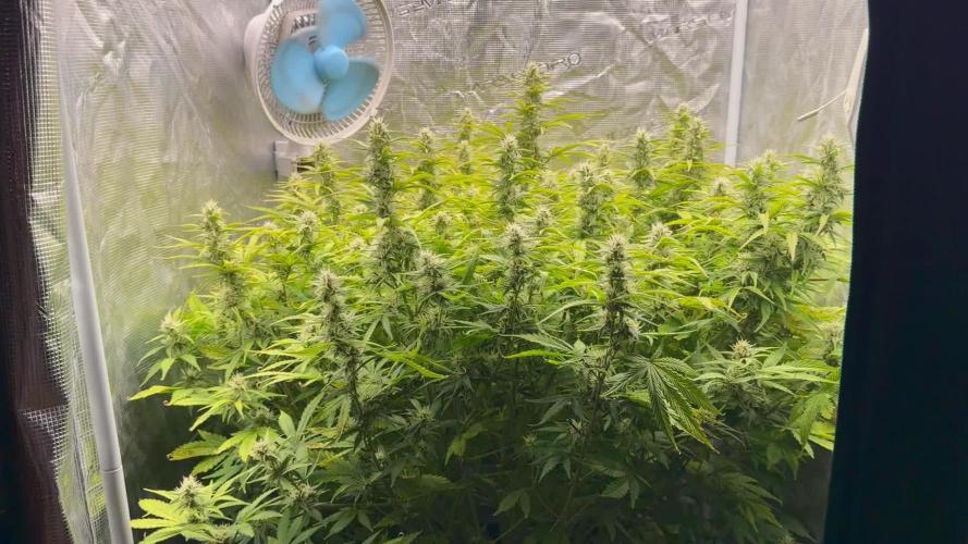 Hydrophonic Strawberry Pie
