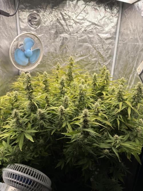 Strawberry Pie Auto. Week 9