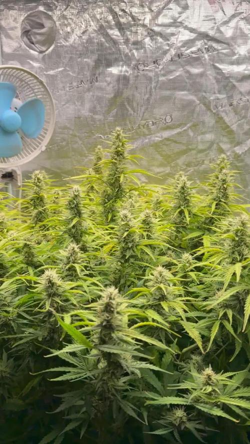 Hydrophonic Strawberry Pie