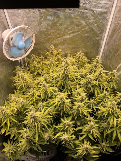 Hydrophonic Strawberry Pie. Week 10