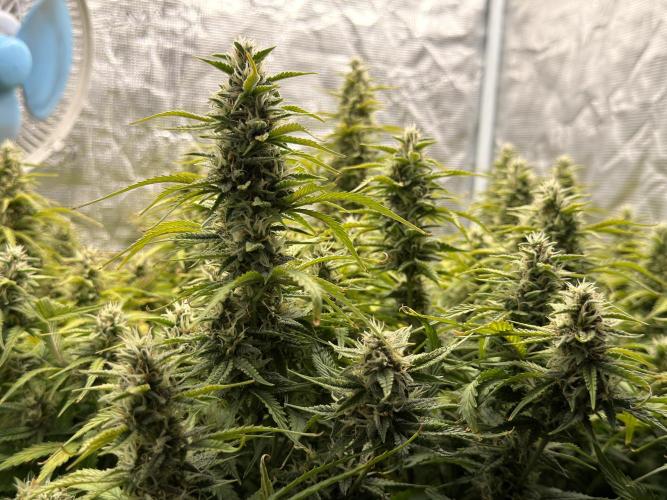 Hydrophonic Strawberry Pie. Week 10