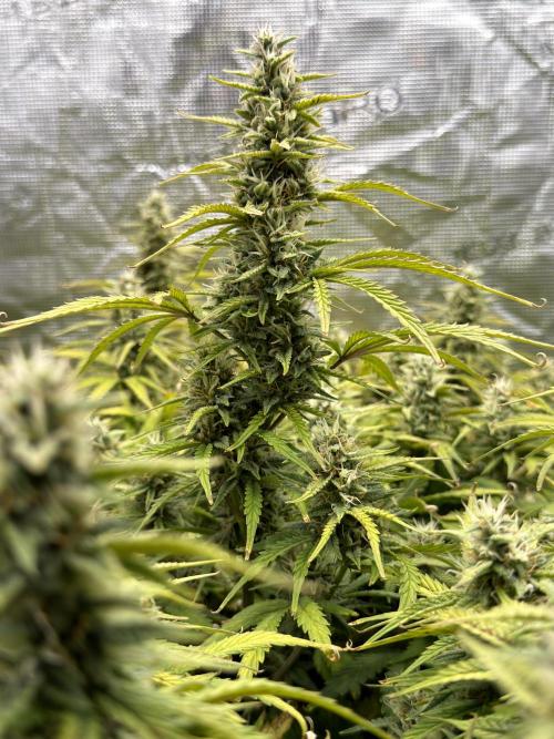 Hydrophonic Strawberry Pie. Week 10