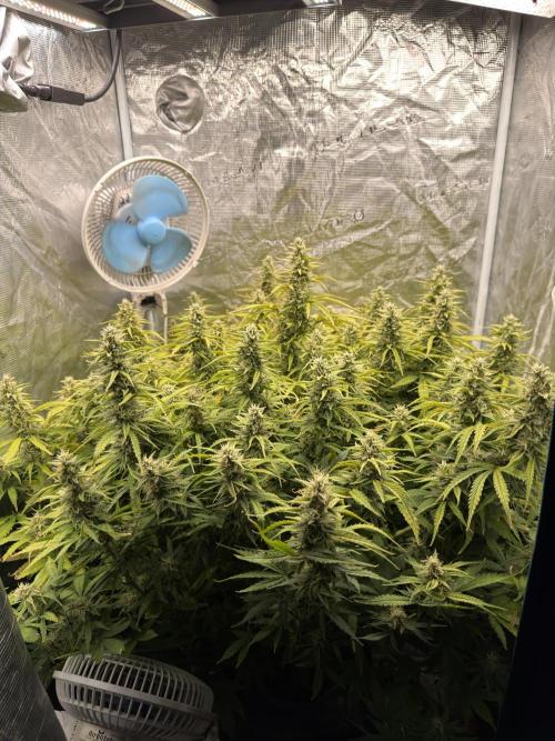 Strawberry Pie Auto. Week 10