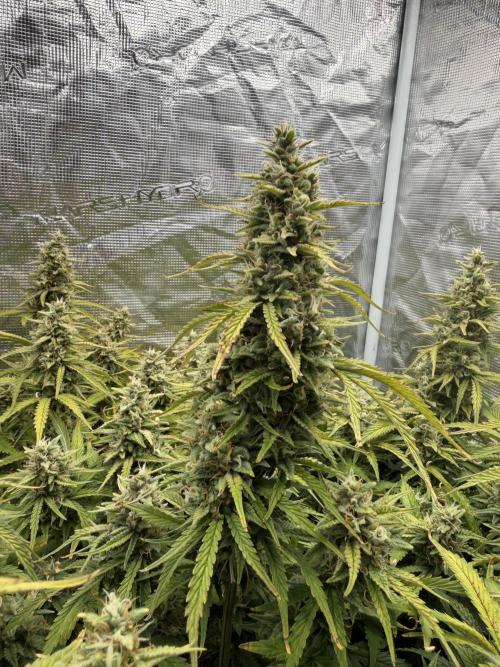 Hydrophonic Strawberry Pie. Week 11
