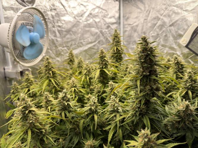 Hydrophonic Strawberry Pie. Week 11