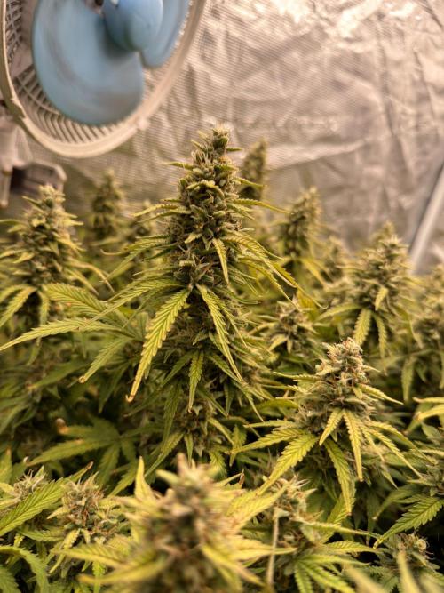 Hydrophonic Strawberry Pie. Week 11