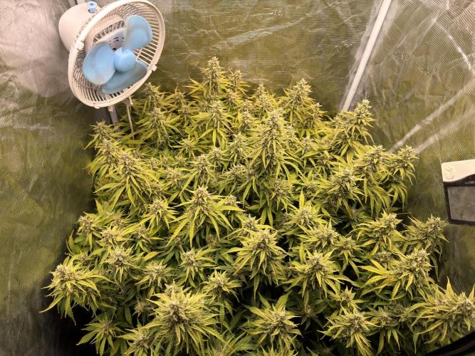 Hydrophonic Strawberry Pie. Week 11