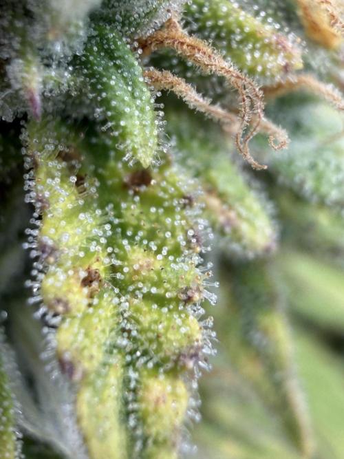 Strawberry Pie Auto. Week 11