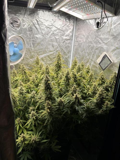 Hydrophonic Strawberry Pie. Week 11