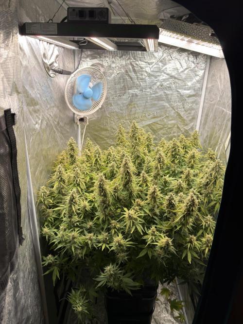 Strawberry Pie Auto. Week 11
