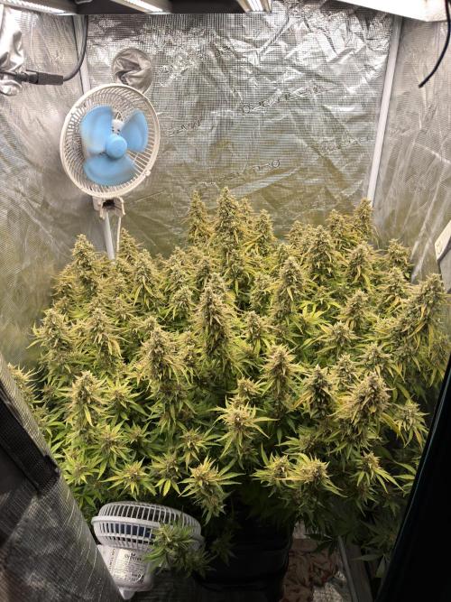 Hydrophonic Strawberry Pie. Week 12