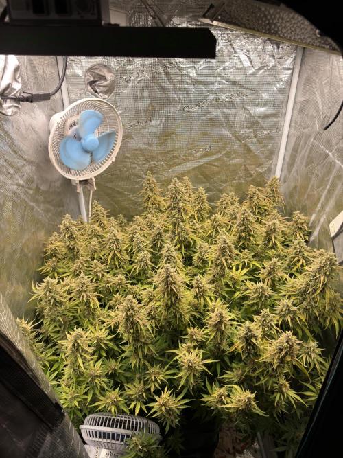 Hydrophonic Strawberry Pie. Week 12