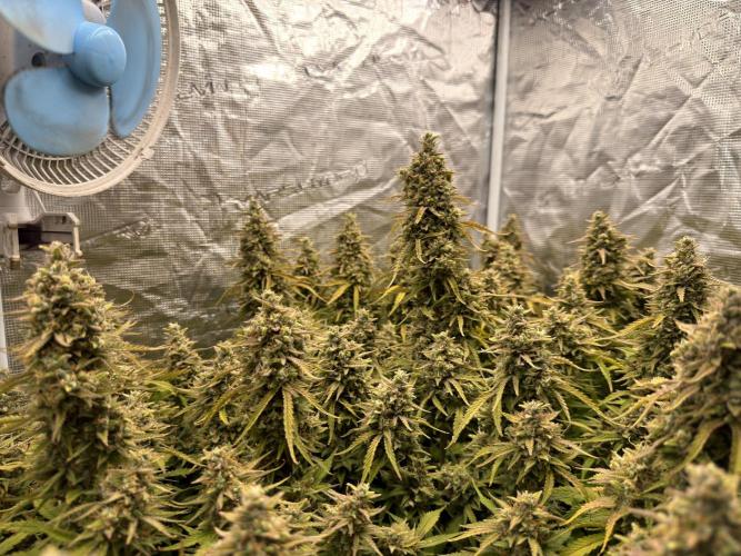 Strawberry Pie Auto. Week 12