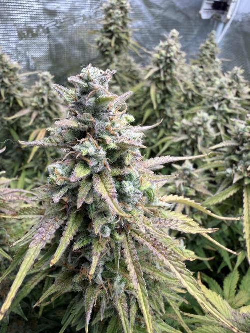 Hydrophonic Strawberry Pie. Week 12