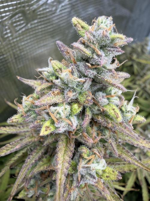 Strawberry Pie Auto. Week 12