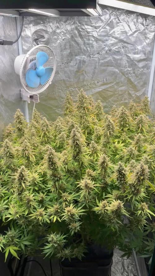 Hydrophonic Strawberry Pie