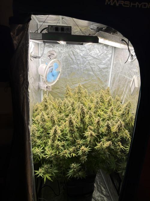 Hydrophonic Strawberry Pie. Week 12