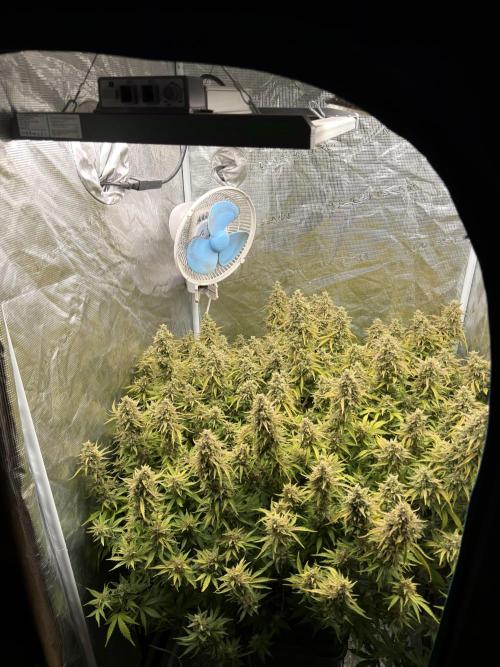 Strawberry Pie Auto. Week 12