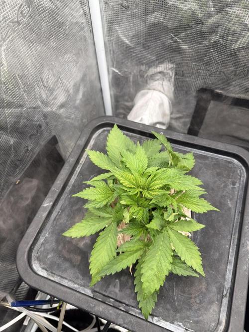 Blue Dream Hydrophonic. Week 3