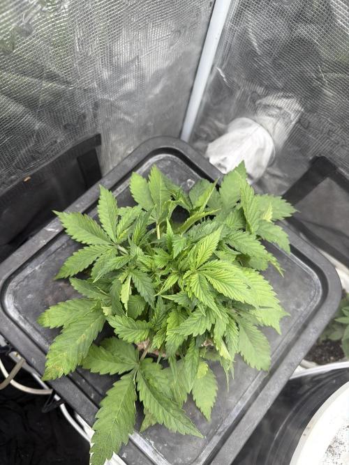 Grow Tent 70x70x160cm (2.3'x2.3'x5.3'). Week 3