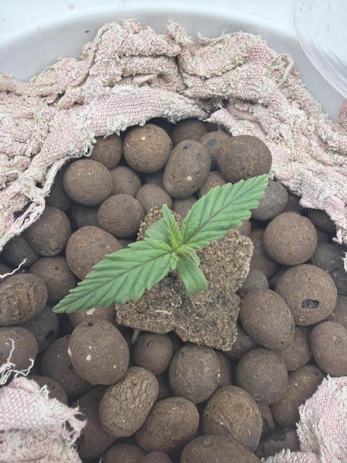 Cinderella Auto Hydrophonic. Week 1