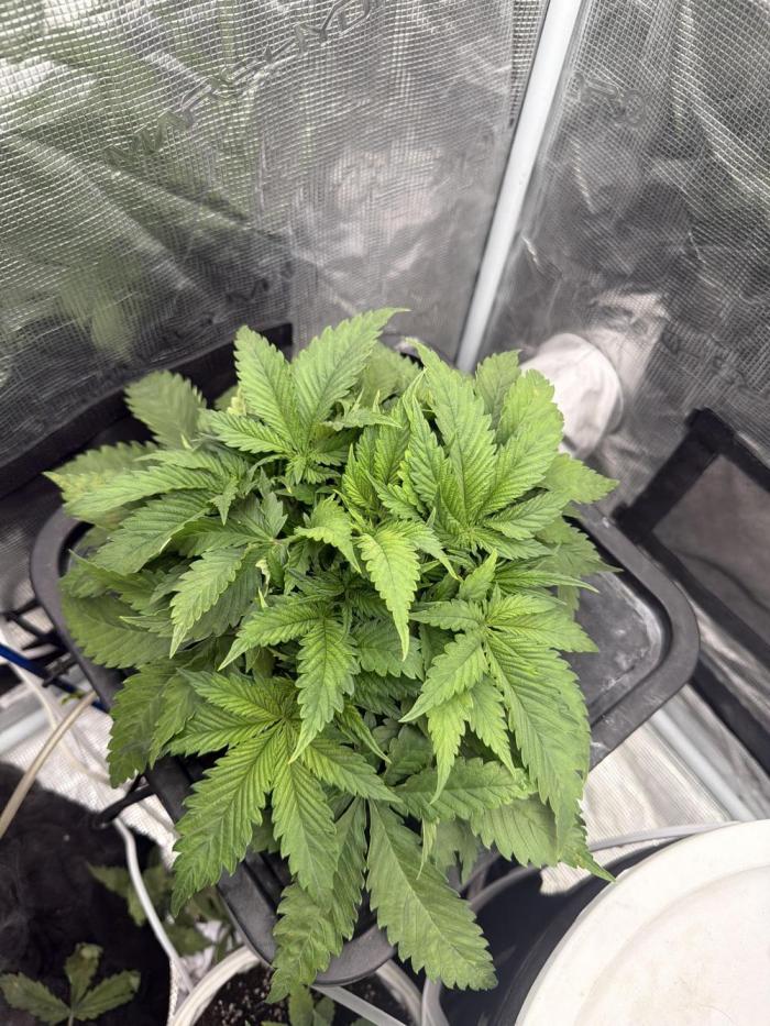 Blue Dream Hydrophonic. Week 4