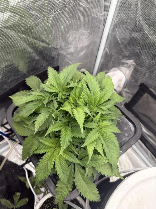 Grow Tent 70x70x160cm (2.3'x2.3'x5.3'). Week 4