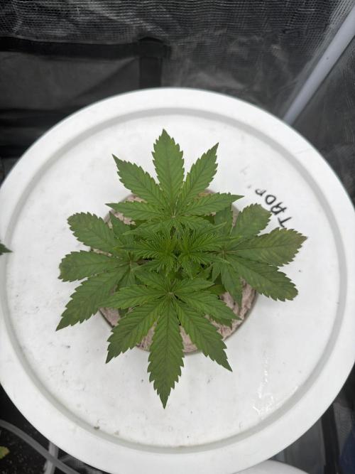 Grow Tent 70x70x160cm (2.3'x2.3'x5.3'). Week 3