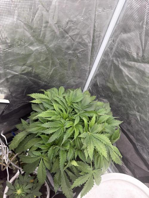Grow Tent 70x70x160cm (2.3'x2.3'x5.3'). Week 5
