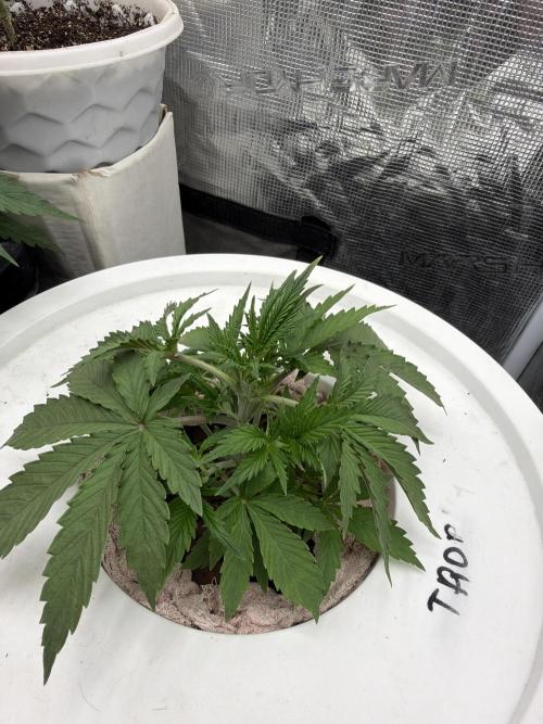 Grow Tent 70x70x160cm (2.3'x2.3'x5.3'). Week 3