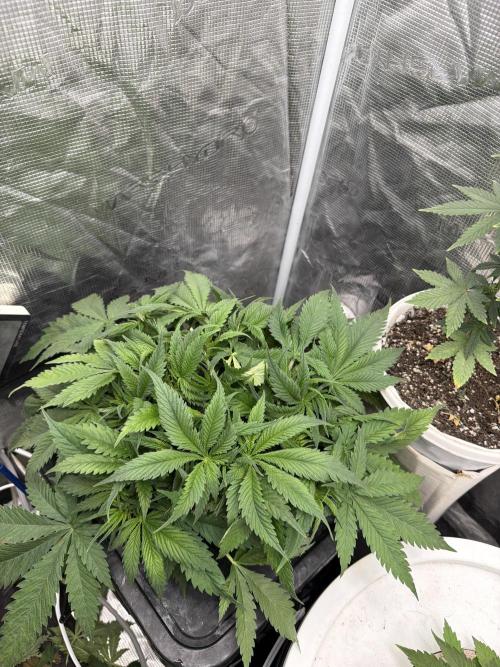 Grow Tent 70x70x160cm (2.3'x2.3'x5.3'). Week 5