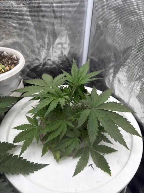 Grow Tent 70x70x160cm (2.3'x2.3'x5.3'). Week 3