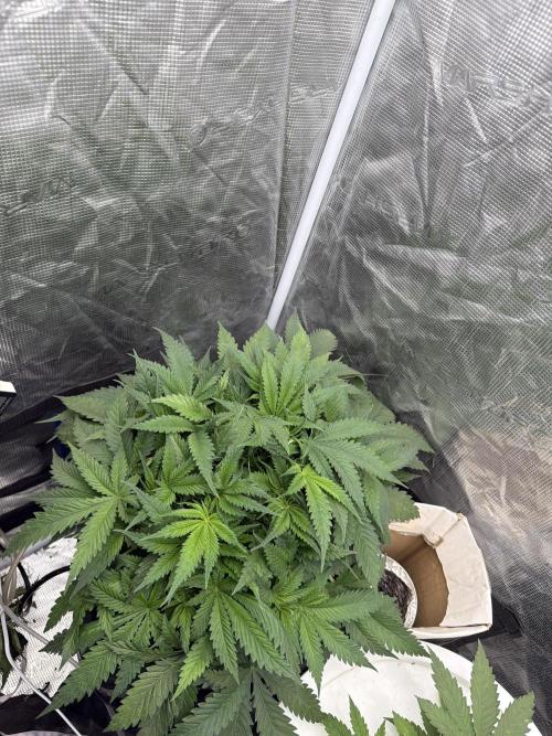 Grow Tent 70x70x160cm (2.3'x2.3'x5.3'). Week 5