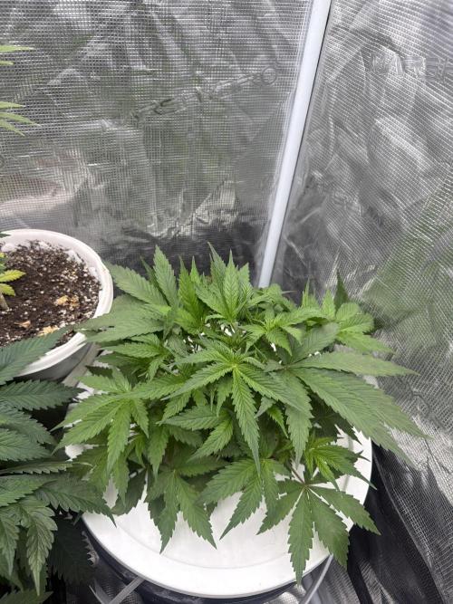 Cinderella Auto Hydrophonic. Week 3