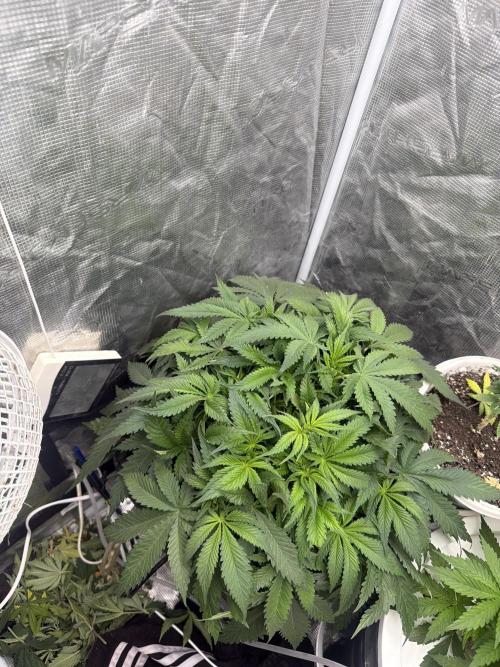 Blue Dream Hydrophonic. Week 5