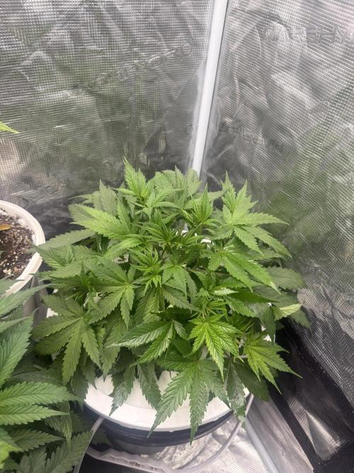 Cinderella Auto Hydrophonic. Week 3