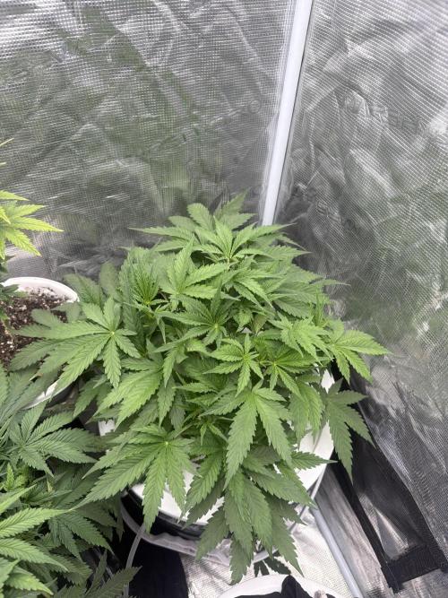 Cinderella Auto Hydrophonic. Week 3