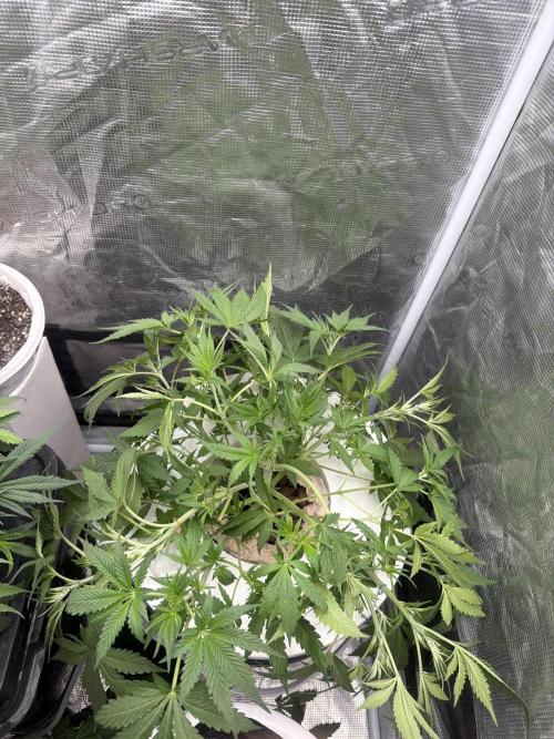 Grow Tent 70x70x160cm (2.3'x2.3'x5.3'). Week 4
