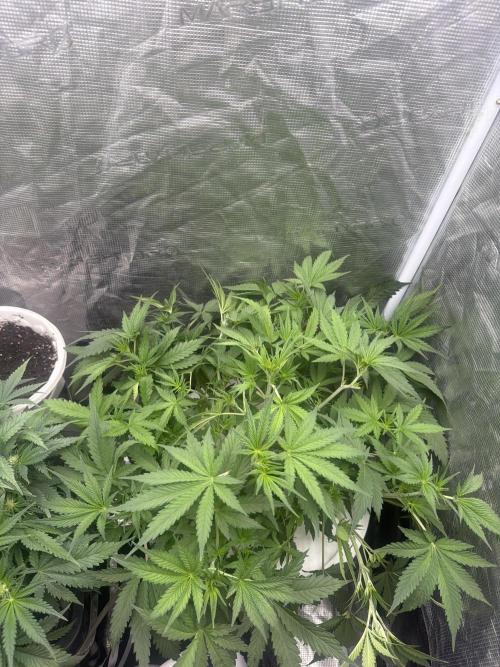 Cinderella Auto Hydrophonic. Week 4