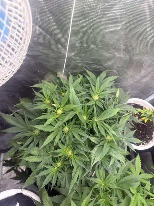 Grow Tent 70x70x160cm (2.3'x2.3'x5.3'). Week 6