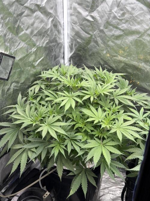 Cinderella Auto Hydrophonic. Week 4