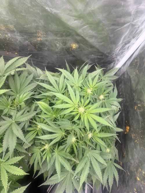 Blue Dream Hydrophonic. Week 6