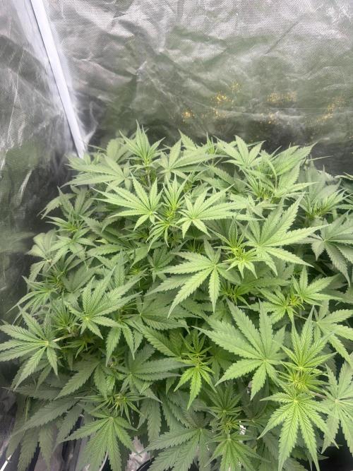 Cinderella Auto Hydrophonic. Week 4