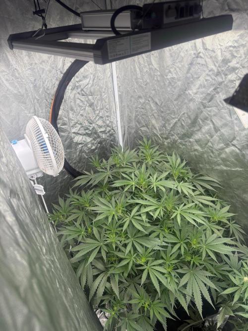 Cinderella Auto Hydrophonic. Week 5
